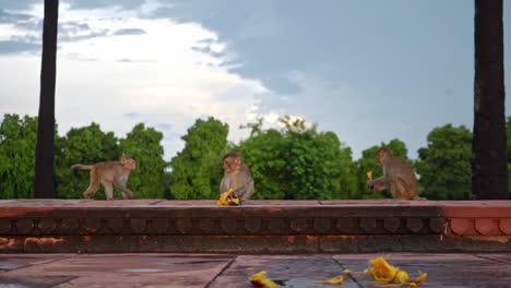 Monos-Deambulando-Y-Algunos-Comiendo-Frutas-Maduras-En-Una-Acera-En-El-Parque-En-Agra,-India---Tiro-Medio-A-Nivel-Del-Suelo