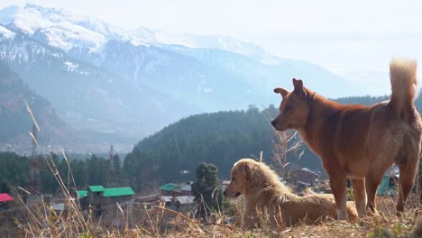 Gruppe-Von-Hunden-Im-Grünland-Mit-Schneebedeckten-Bergen-Im-Hintergrund