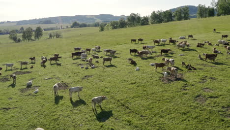 Zooming-aerial-4k-shot-of-a-herd-of-cows-standing-on-a-grassy-plain-in-Dolní-Morava,-Czech-Republic,-and-grazing-on-a-sunny-summer-day-with-trees-in-the-background