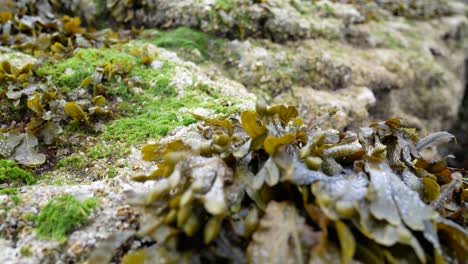 Seaweed-closeup-on-rocky-shoreline-marine-landscape-close-up-dolly-right