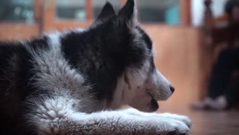 Siberian-Husky-Dog-Breed-Lying-On-Wooden-Floor-While-Eating
