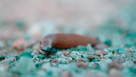 Closeup-of-a-snail-without-shell-moving-on-gravel