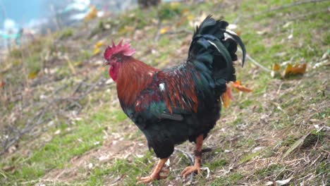 Male-Rooster-Chicken-Walking-On-The-Backyard
