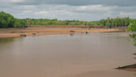 Static-shot-of-group-of-hippos-relaxing-in-the-muddy-river-and-onshore-on-hot-cloudy-summer-day-in-Africa