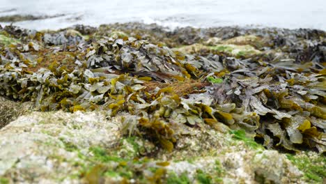 Rocky-seaweed-covered-coastline-close-up-with-ocean-waves-splashing-in-background-right-dolly