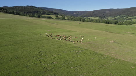 Zooming-aerial-4k-shot-of-a-herd-of-cows-standing-on-a-grassy-field-in-Dolní-Morava,-Czechia,-and-grazing-on-a-sunny-day-with-trees-and-hills-in-the-background