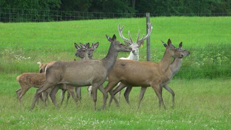 Many-deer-graze-in-the-green-meadow-in-the-deer-garden