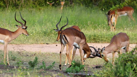 Zwei-Männliche-Impalas-Kämpfen-Und-Sperren-Hörner-Während-Der-Brutzeit-Durch-Herde,-Sabi-Sands,-Südafrika,-Nahaufnahme