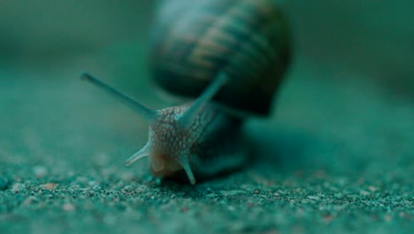 Close-up-shot-of-crawling-snail-on-the-footpath-road-macro-shot