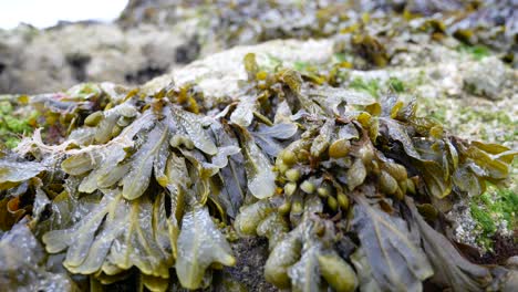 Closeup-on-rocky-seaweed-shoreline-marine-landscape-close-up-rising-dolly-left