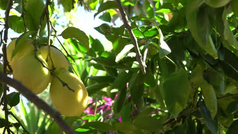Zitronen-Auf-Einem-Zitronenbaum