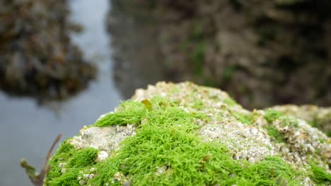 Rocky-algae-fauna-greenery-on-rock-surface-shoreline-coast-closeup-dolly-left