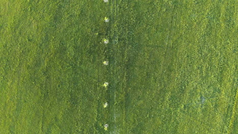 Overhead-dolly-aerial-4k-shot-of-a-line-of-tree-saplings-in-a-bright-green-field-in-Dolní-Morava,-Czech-Republic-with-a-growth-of-bushes-on-the-right-side