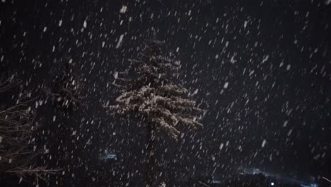 Snowfall-On-Pine-Tree-At-Night-In-Winter-Season