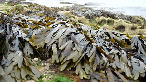 Rocky-seaweed-covered-seascape-close-up-with-ocean-waves-splashing-in-background-dolly-left