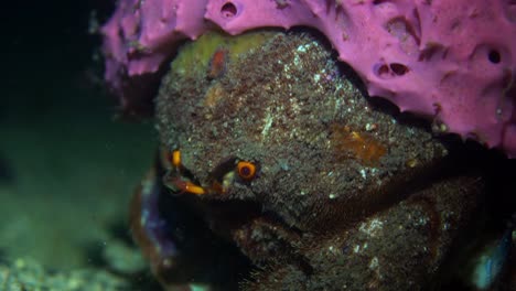 Southern-Sponge-Crab-Austrodromidia-australis-Edithburgh-South-Australia-4k-25fps