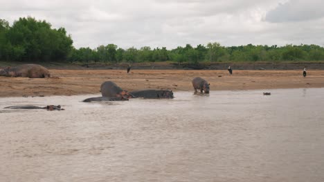 Group-of-hippos-relaxing-in-the-muddy-river-and-onshore-on-hot-cloudy-day,-shot-from-boat