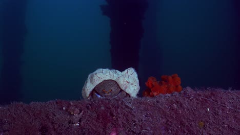 Southern-Sponge-Crab-Austrodromidia-australis-Edithburgh-South-Australia-4k-25fps