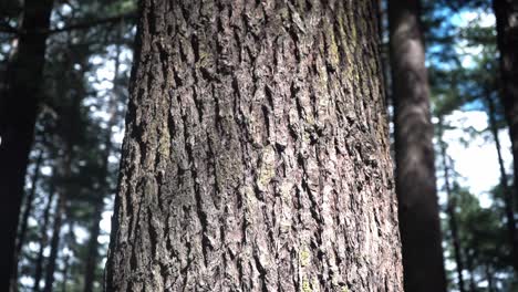 Bark-Of-An-Old-Tree-Trunk-At-Coniferous-Forest-During-Sunny-Day