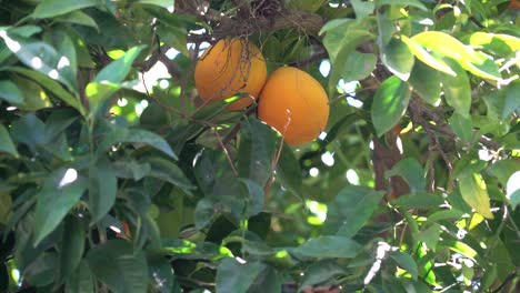 Orangen-Auf-Einem-Orangenbaum