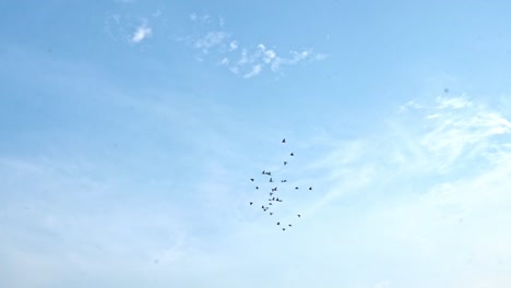 Pájaros-Volando-Contra-El-Cielo-Azul-En-Agra-India---Tiro-De-ángulo-Bajo