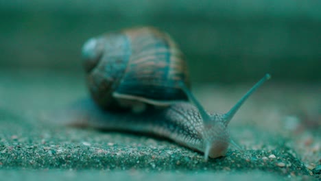 Snail-slowly-crawling-on-the-road-close-up-macro-shot