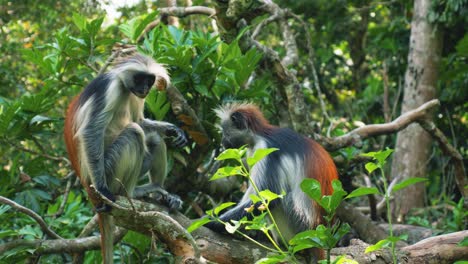 Red-colobus-monkey-couple-of-Zanzibar-Africa-chilling,-sratching,-observing-in-the-trees-on-clear-sunny-day-in-dense-tropical-forest