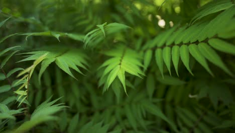 Lush-Green-Tree-Fern-Leaves-In-Tropical-Jungle,-Rainforest-Plant