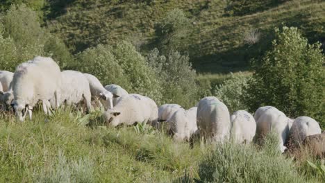 Flock-Of-Sheep-Feeding-On-The-Grass-In-The-Lush-Mountain-Slope-At-Summertime---trucking-shot