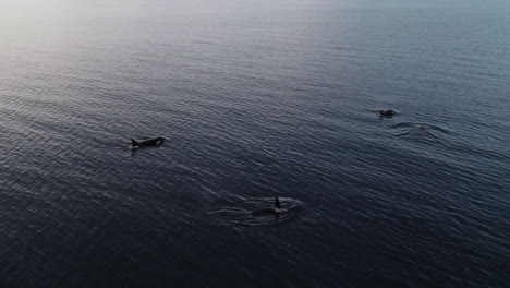 Aerial-view-of-pod-of-orca-whales-swimming-in-calm-ocean-water-near-Vancouver-island,-Canada