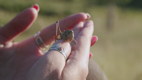 Woman's-Hands-With-A-Huge-Cricket-Sitting-On-Her-Thumb-Finger---close-up