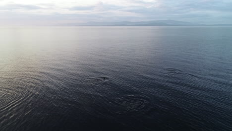 Luftaufnahme-Von-Orca-Alias-Killerwal,-Der-Im-Pazifischen-Ozean-Schwimmt
