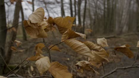Leaves-Blowing-In-The-Wind-In-The-Forest-In-Jelenia-Gora,-Poland-On-A-Sunny-Autumn-Day---Closeup-Pan-Right