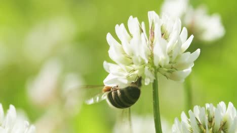 Honigbiene-Auf-Weißklee,-Die-An-Sonnigen-Frühlingstagen-Nektar-Sammelt