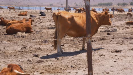 Brown-cow-eating-in-a-dry-farmland-in-Spain