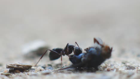 Black-Ants-Eaten-A-Dead-Flies---Close-Up-Shot