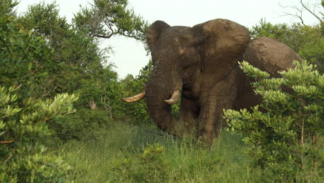 Großer-Afrikanischer-Elefantenbulle-Mit-Stoßzähnen,-Der-In-Sabi-Sands-Grünem-Natürlichen-Lebensraum-Steht,-Gras-Frisst-Und-Mit-Den-Ohren-Flattert,-Südafrika,-Statisch-Nah-Oben