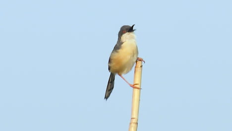 Nahaufnahme-Kleiner-Aschiger-Prinia-Vogel-Auf-Einem-Bambuszweig