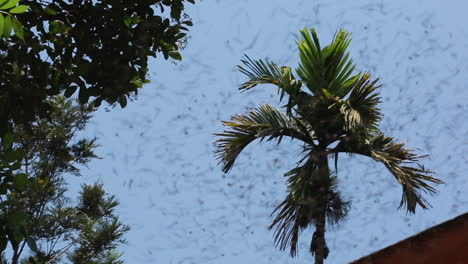 Swarm-of-bees-flying-across-a-clear,-blue-sky-with-coconut-trees-in-the-background-in-Wayanad-district,-Kerala,-medium-wide-shot