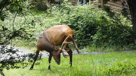 Elk-scratching-belly-with-antlers-on-green-meadows-on-Vancouver-Island