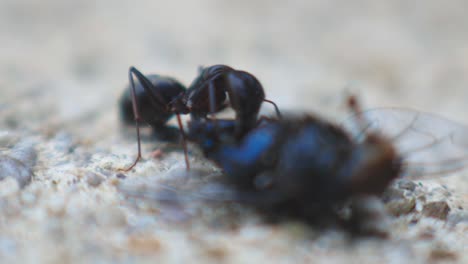 Hormiga-Negra-Comiendo-Una-Mosca-Muerta-En-El-Suelo