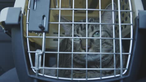 Gato-Rayado-Acostado-Y-Con-Sueño-Dentro-Del-Transportador-De-Mascotas