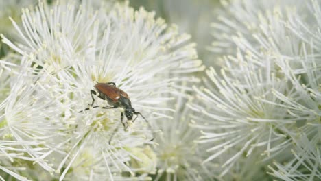 Soldat-Käfer-Essen-Pollen-Auf-Blume-Makro-Nahaufnahme