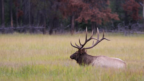 Bull-Elk-Feeding-And-Grazing-On-The-Grass-Field-In-Jasper-National-Park,-Alberta,-Canada