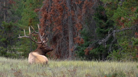Bull-Elk-Ruht-Auf-Der-Wiese-Und-Schaut-Sich-In-Der-Umwelt-Im-Jasper-Nationalpark,-Alberta,-Kanada-Um