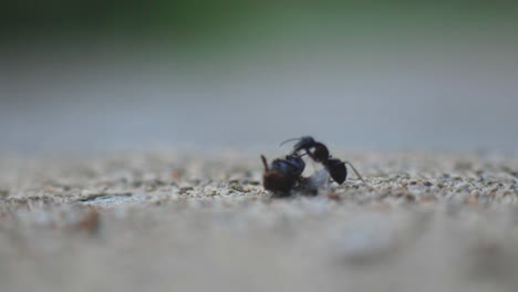 Schwarze-Ameisen-Greifen-Tote-Fliegen-An---Nahaufnahme