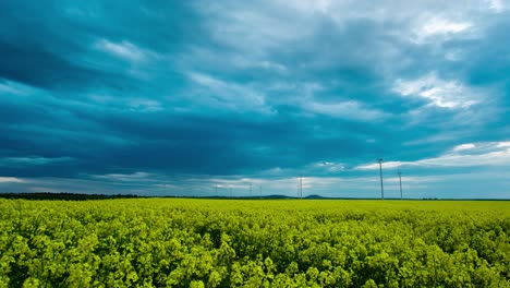Panoramic-time-lapse-of-rotating-windmills,-in-flowering-rapeseed-fields,-on-a-cloudy-evening