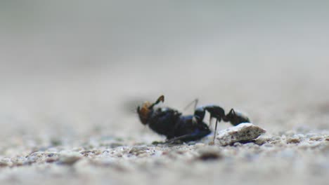 Eine-Einsame-Schwarze-Ameise,-Die-Eine-Tote-Fliege-Auf-Dem-Boden-Frisst