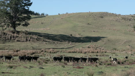 Herd-of-brown-cows-on-grazing-on-a-grassy-hill,-wide-shot