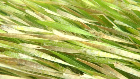 Slow-Motion-Close-Up-Seagrass-Shot,-FL
